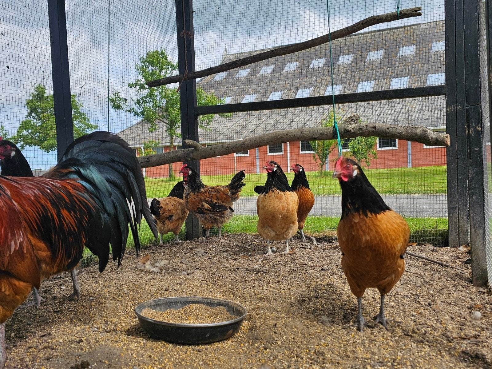 5 Vorwerk hennen en haan (groot), Dieren en Toebehoren, Meerdere dieren, Kip