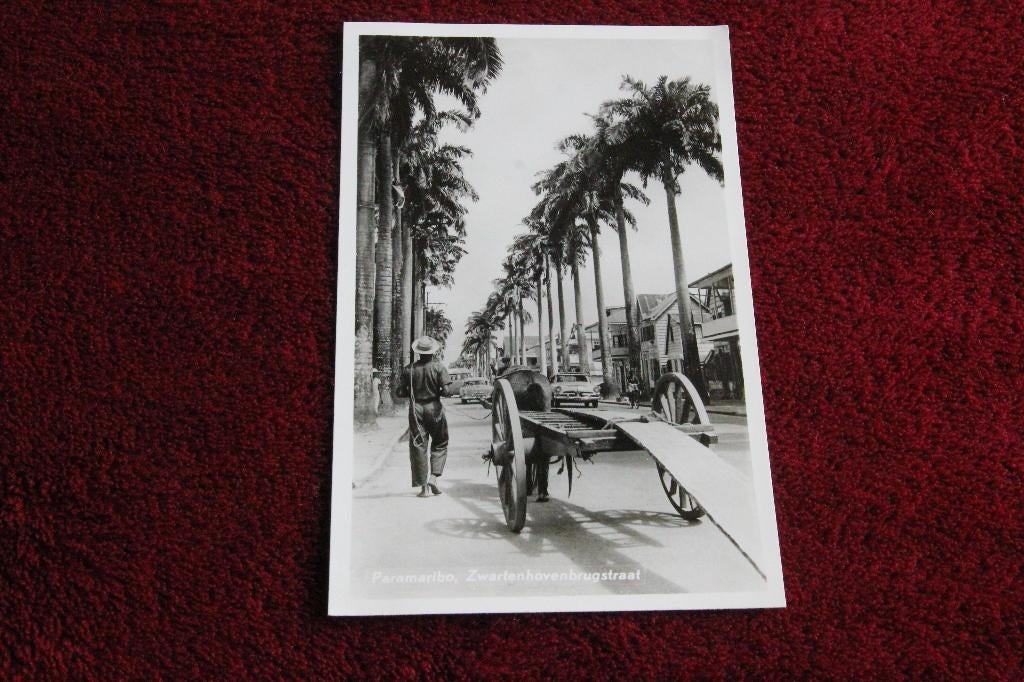 Zwartenhovenbrugstraat Paramaribo. Paard en wagen, Verzamelen, Ophalen of Verzenden, Voor 1920, Ongelopen, Buiten Europa