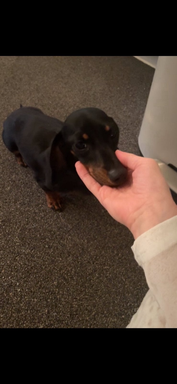 Lief kaninchen teckel teefje 1,5 opzoek naar nieuw thuis, Dieren en Toebehoren, Honden | Teckels en Dashonden, Kaninchen, 1 tot 2 jaar