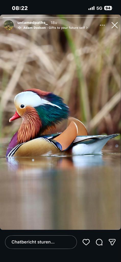 Mandarijneend man, Dieren en Toebehoren, Mannelijk, Eend