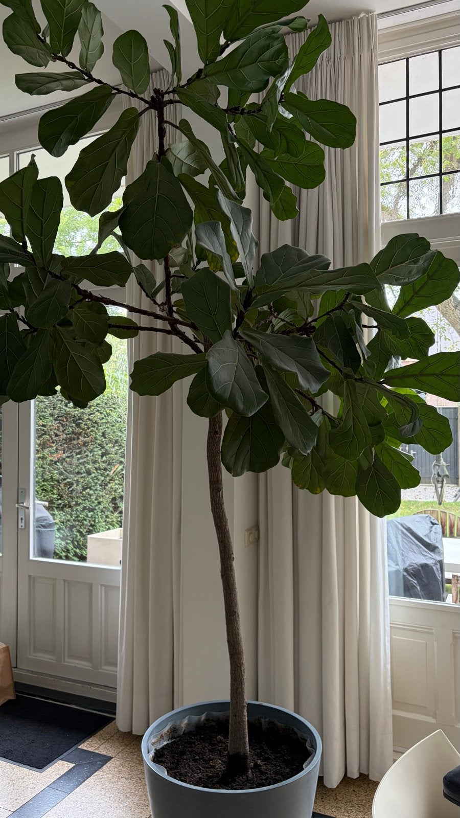 Grote Ficus Lyrata op stam - 3 meter inclusief pot, Huis en Inrichting, Ophalen, Ficus, 200 cm of meer, Halfschaduw