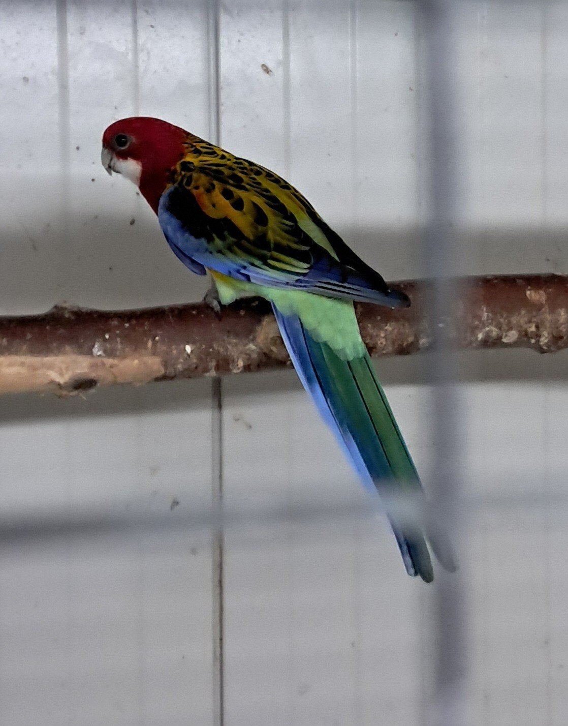 Rosella parkiet te koop, Geslacht onbekend, Parkiet