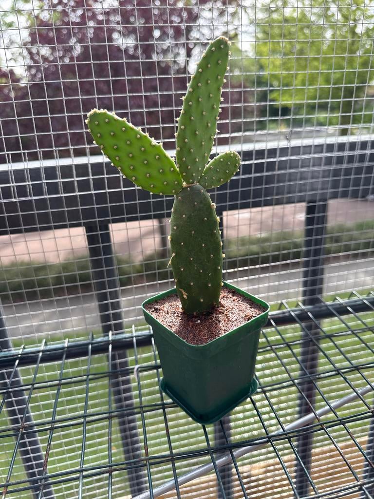 Opuntia ficus-indica, Ophalen