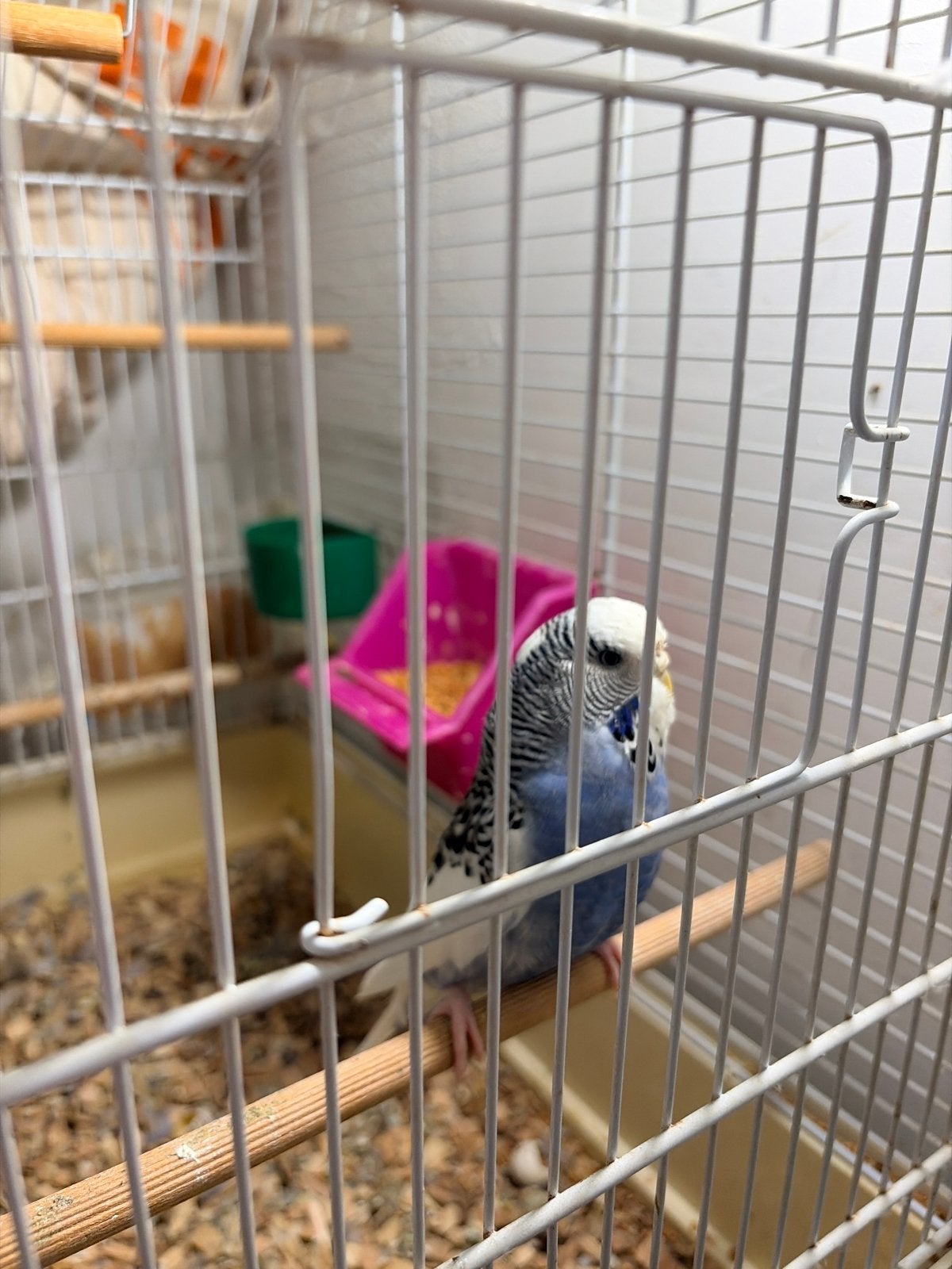 Vogel, Dieren en Toebehoren, Mannelijk, Parkiet