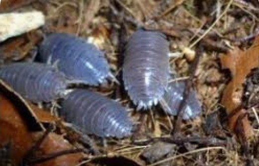 Porcellio laevis black, Overige soorten