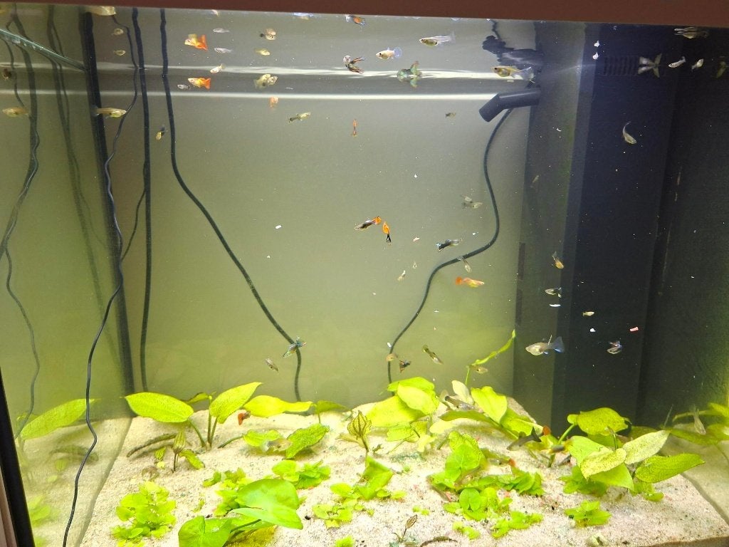 Te koop guppen guppies guppy,s, Vis, Zoetwatervis