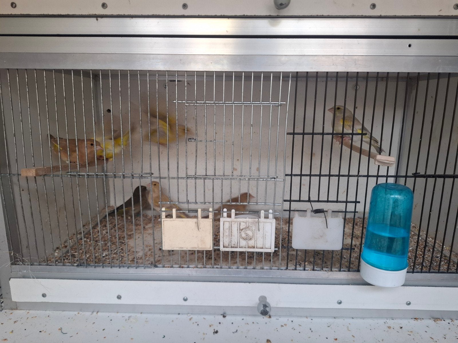 groenlingen, Dieren en Toebehoren