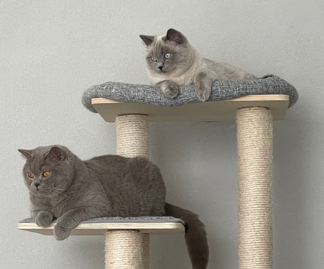 Britse Korthaar Katten Duo, Gechipt