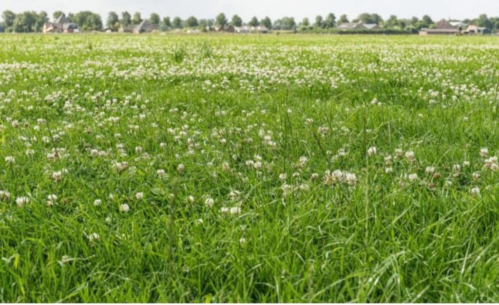 Weiland gezocht, Weidegang