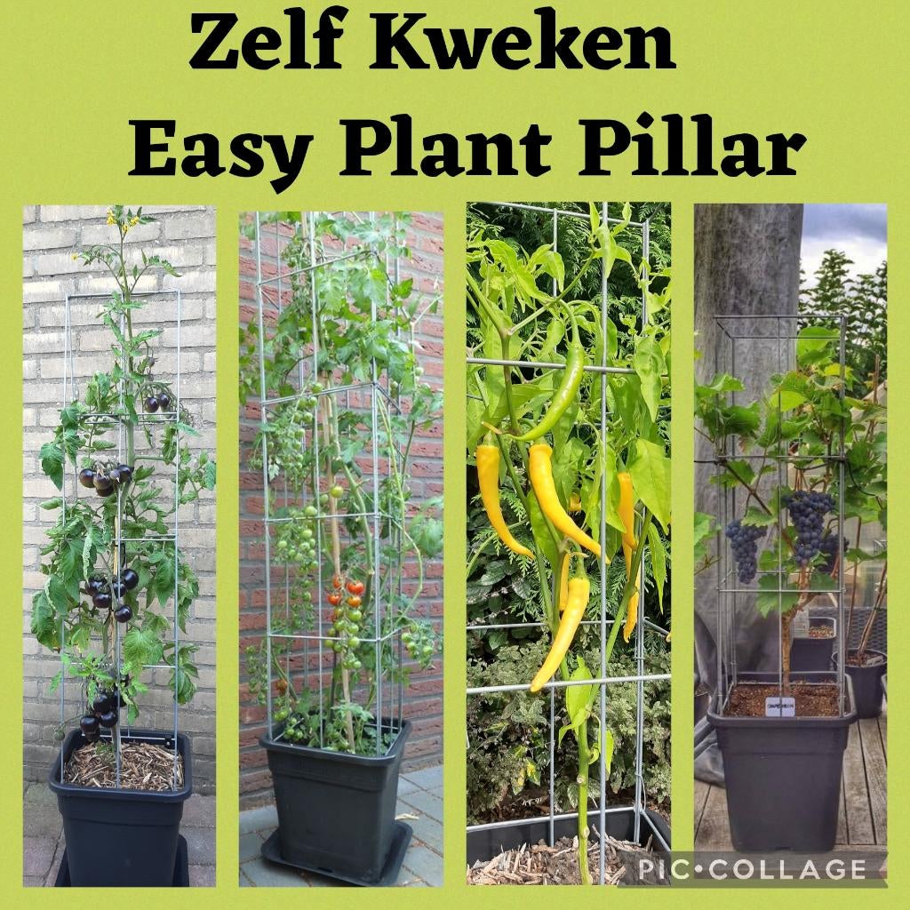klimrek tuinrek plantenrek veticale tuin klimplantenrek, Overige soorten, Volle zon, Vaste plant, Ophalen of Verzenden