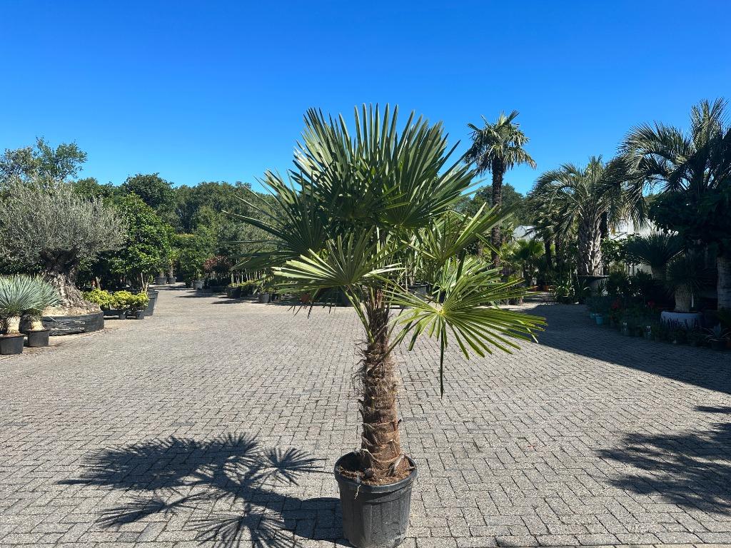Trachycarpus fortunei palmbomen met 80 cm stamhoogte te koop, Tuin en Terras, Planten | Bomen, In pot, Halfschaduw, Ophalen of Verzenden