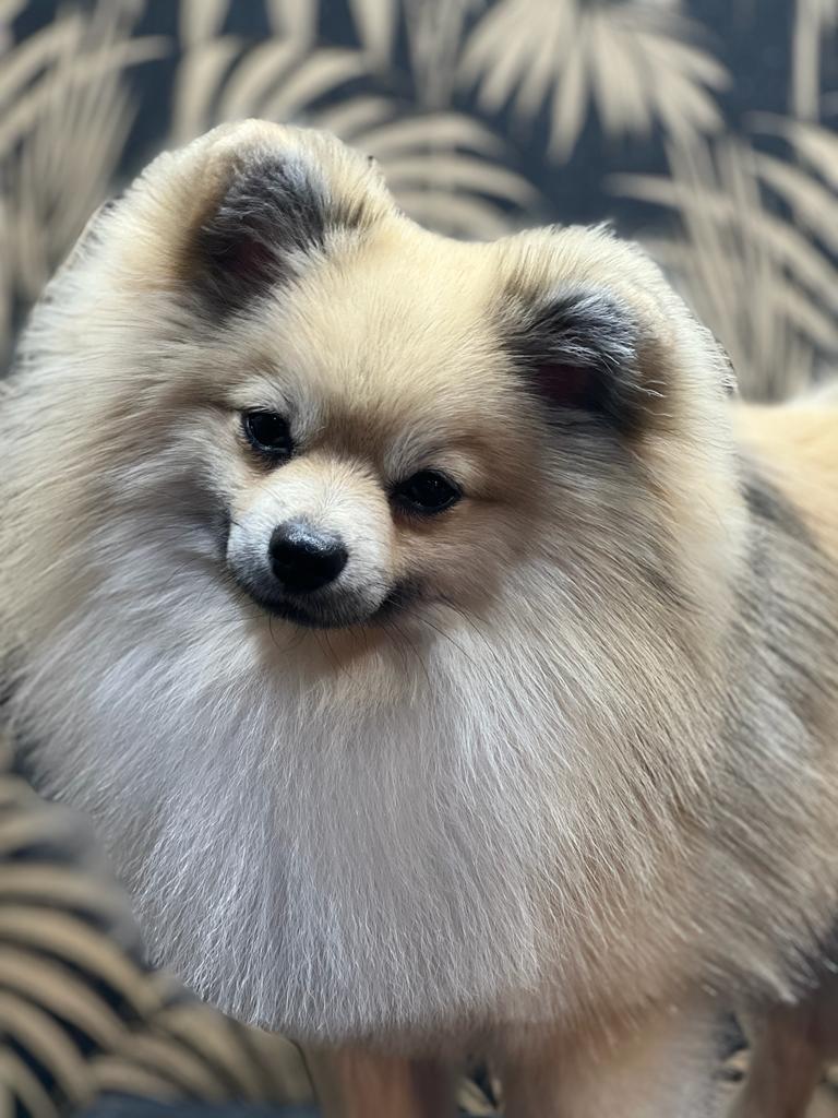 Dekreu pomeriaan (niet te koop), Dieren en Toebehoren, Parvo, Reu, 1 tot 2 jaar, Eén hond