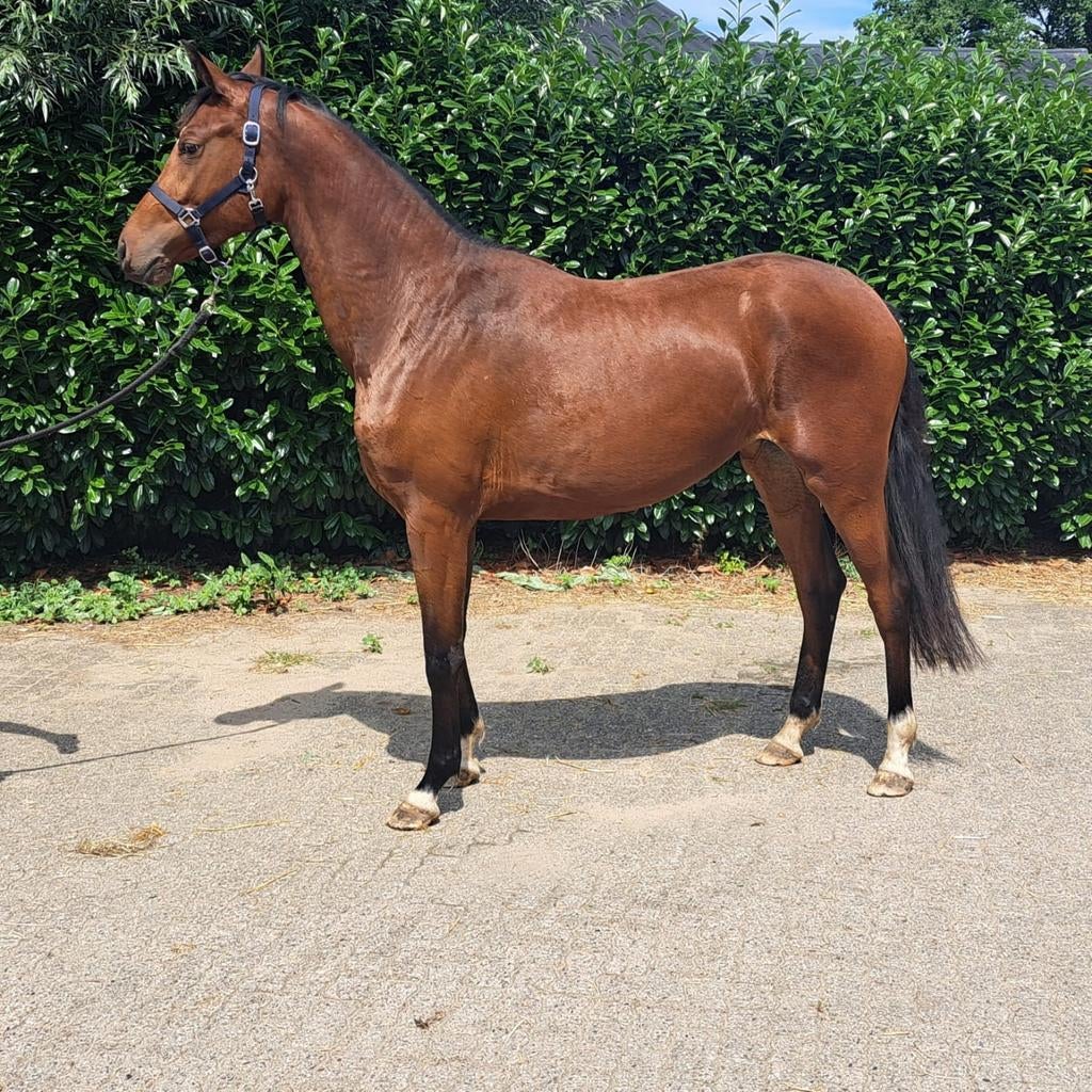 Zeer aansprekend 3 jarige merrie, Merrie, Dressuurpaard, 3 tot 6 jaar