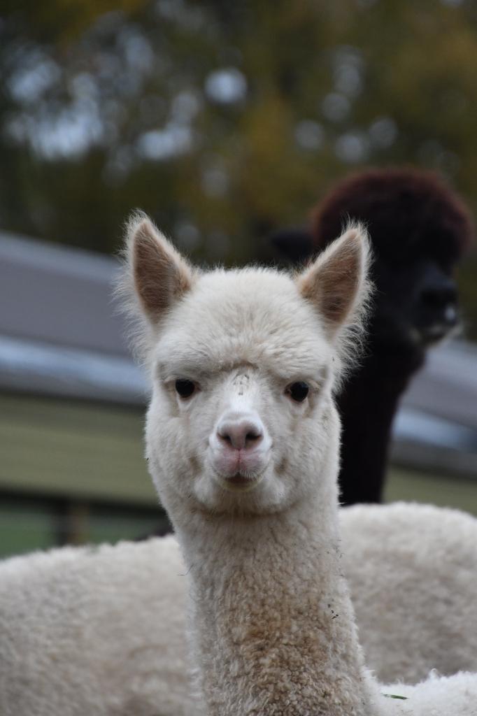 Alpaca's, Juni, Meerdere dieren