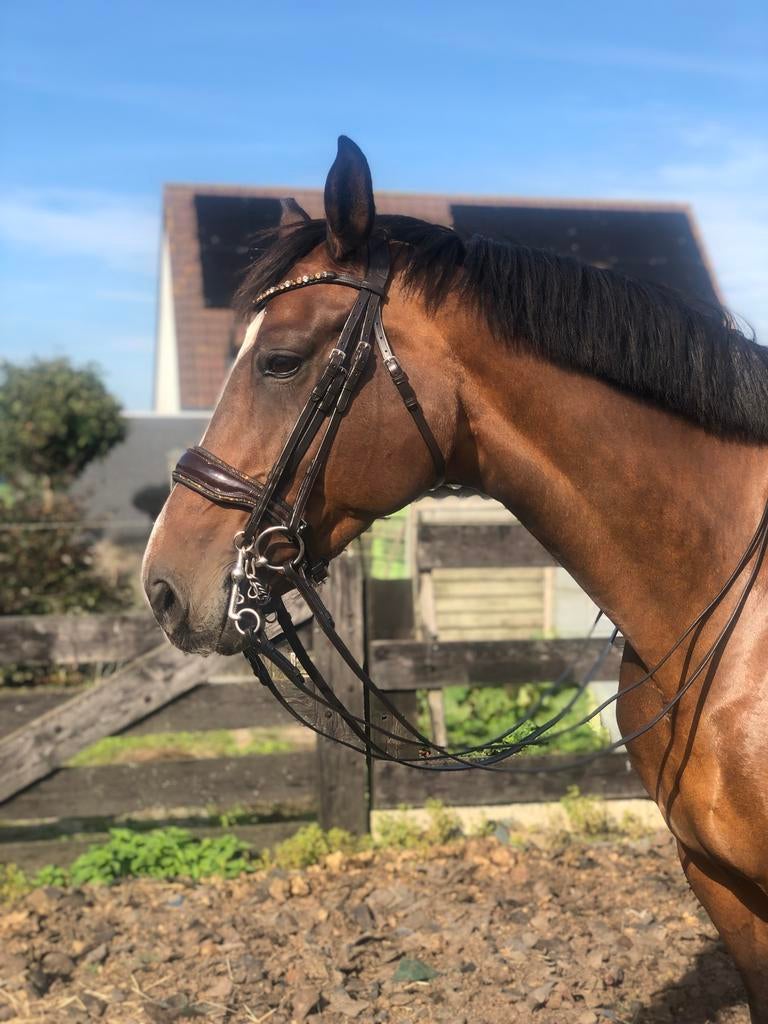 Bruin stang en trens hoofdstel, Dieren en Toebehoren, Paarden en Pony's | Hoofdstellen en Tuigage, Ophalen of Verzenden, Nieuw