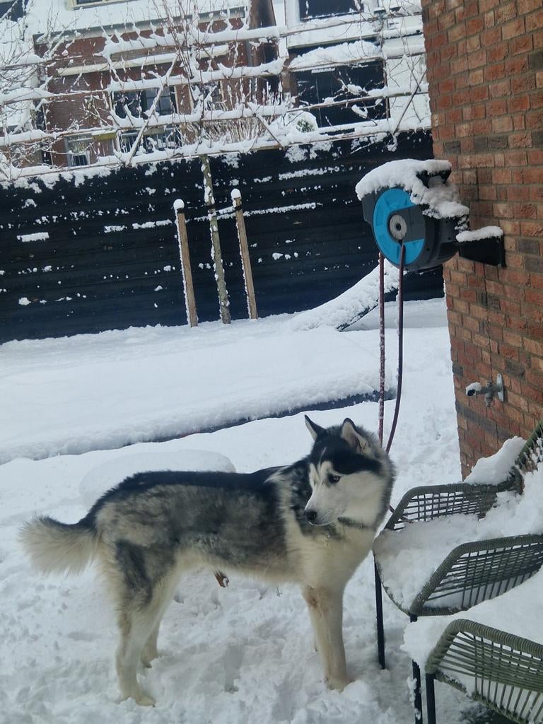 Lieve husky reu van 1 jaar zoekt een gouden mandje, Dieren en Toebehoren, Honden | Niet-rashonden, Reu, 1 tot 2 jaar, Eén hond