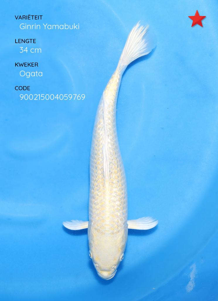 Japanse koi karper 35cm "Ginrin Yamabuki Ogon", Dieren en Toebehoren, Vissen | Vijvervissen, Karper of Koi