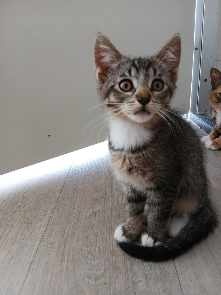 3 mooie lieve kittens aangeboden, Dieren en Toebehoren, Meerdere dieren