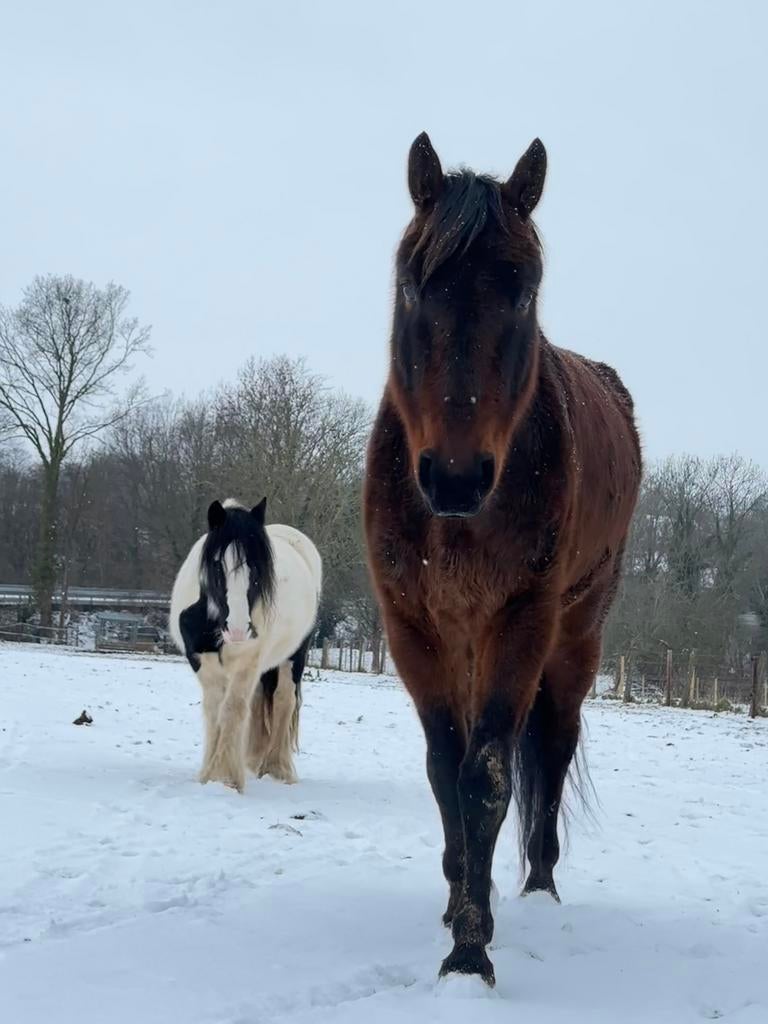 Gezocht: paardenwei te huur in Kanne/riemst (BE) 4 paarden, Dieren en Toebehoren