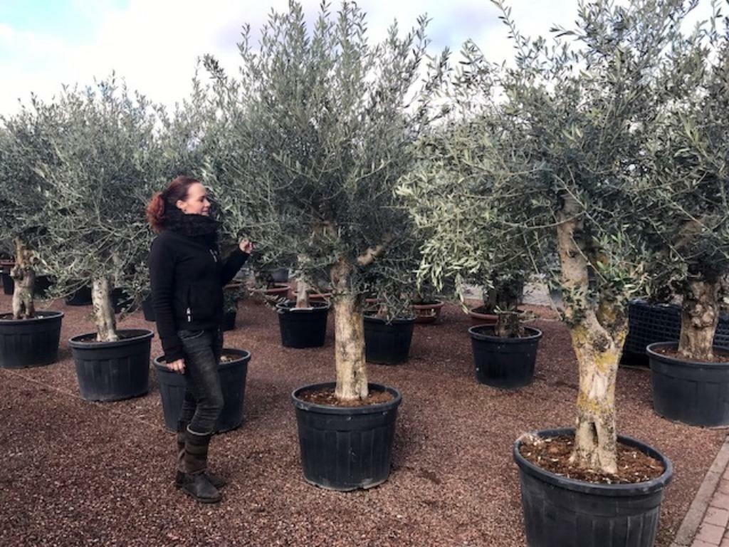 Bestel online uw olijfbomen, palmbomen, vijgenbomen, cypres, Tuin en Terras, Planten | Bomen, Ophalen of Verzenden, In pot, 100 tot 250 cm