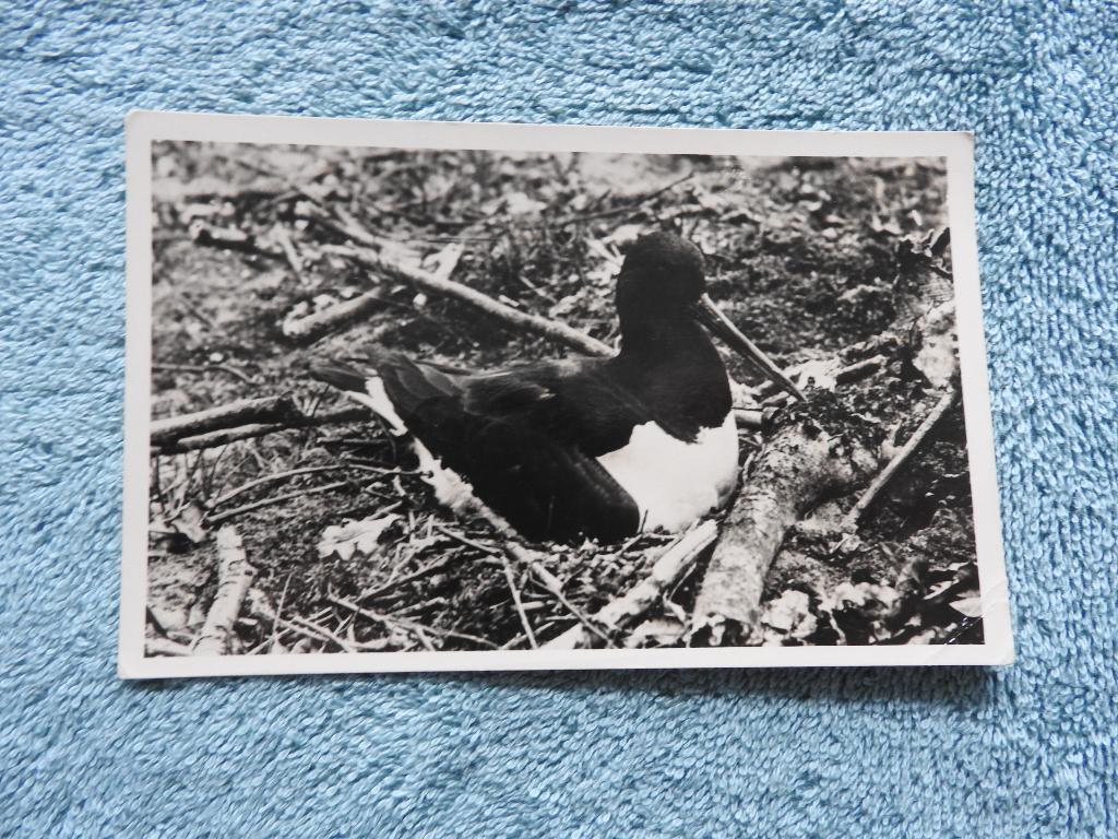 Texel, Broedende Scholekster, Ophalen of Verzenden, 1940 tot 1960, Ongelopen, Waddeneilanden