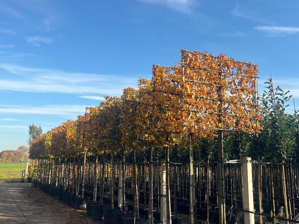 Lei Parrotia, Perzisch IJzerhout, een exclusieve leiboom, Leiboom, Winter, 250 tot 400 cm, Ophalen