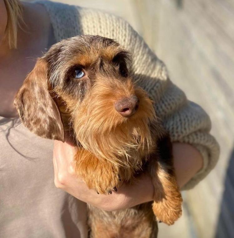 Knappe kaninchen teckel dekreu, Reu, Parvo, Eén hond, 3 tot 5 jaar