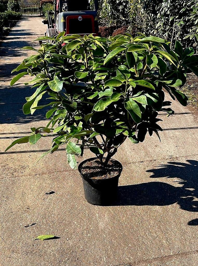 Rhododendron Furnifalls daugter 🌿🌺, Tuin en Terras, Ophalen, Halfschaduw, Overige soorten