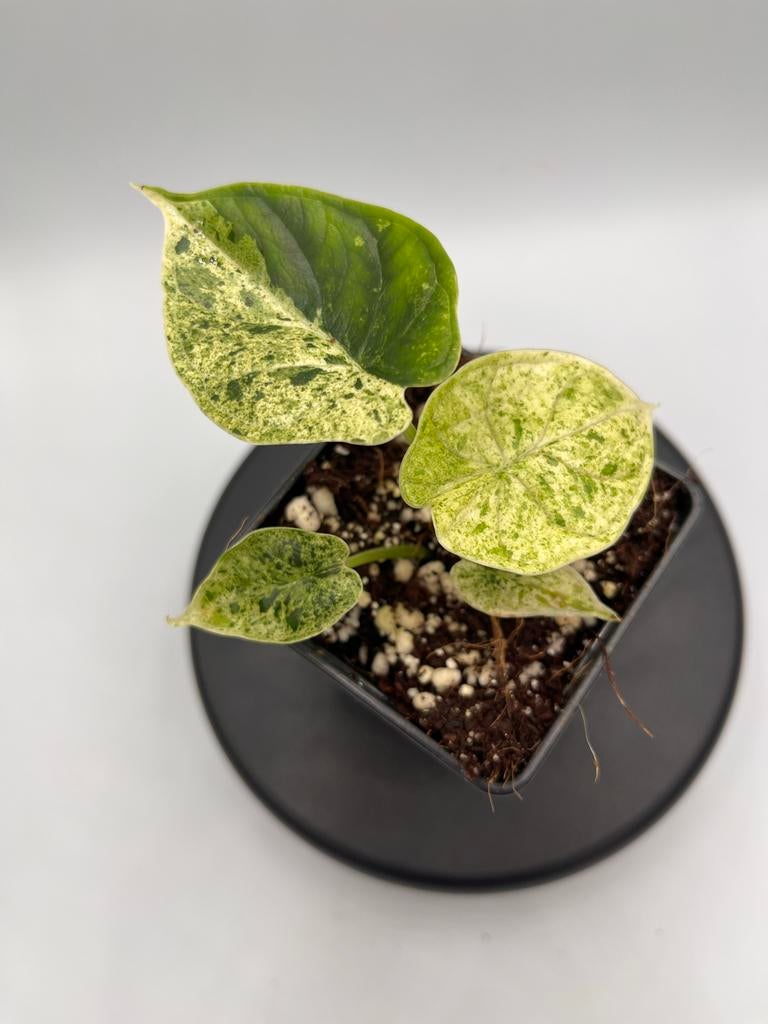 Alocasia Dragon Scale Mint - Zeldzaam!, Huis en Inrichting, Kamerplanten, Overige soorten, In pot, Minder dan 100 cm, Groene kamerplant