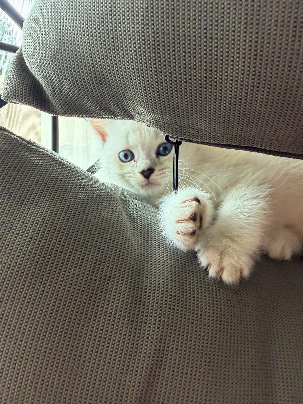 Drie kittens zoeken een nieuw thuis., Dieren en Toebehoren, Katten en Kittens | Raskatten | Korthaar, Meerdere dieren