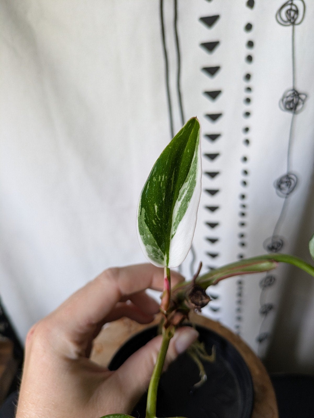 Philodendron White Princess, Ophalen of Verzenden, Halfschaduw, Minder dan 100 cm