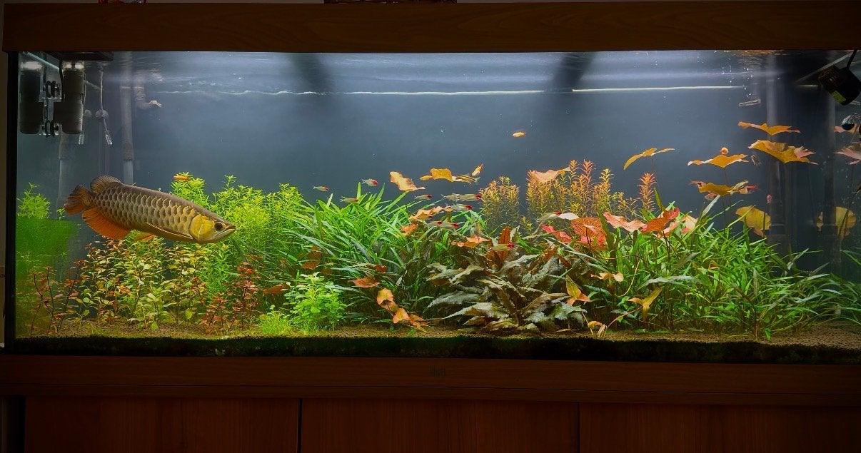 Rio 450 compleet met techniek voor planten, Dieren en Toebehoren, Ophalen, Zo goed als nieuw, Leeg aquarium