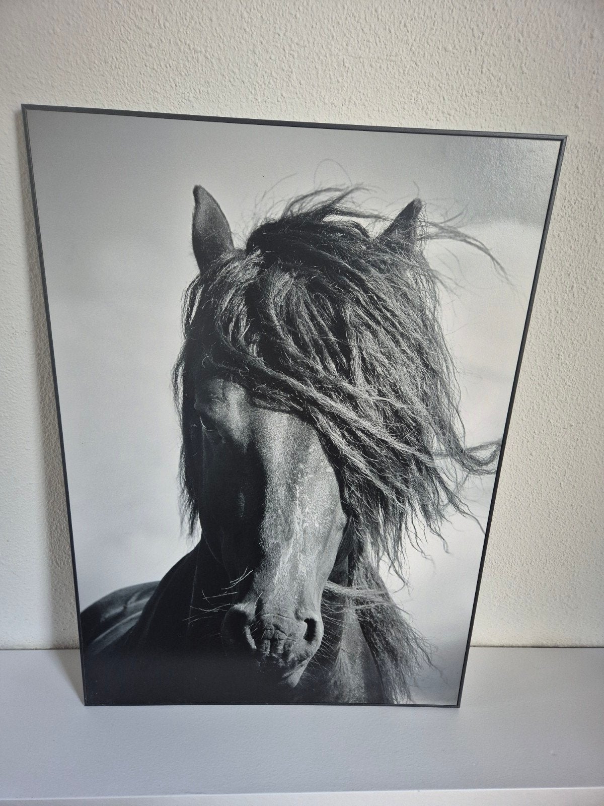 schilderij/foto Fries paard zgan, Ophalen