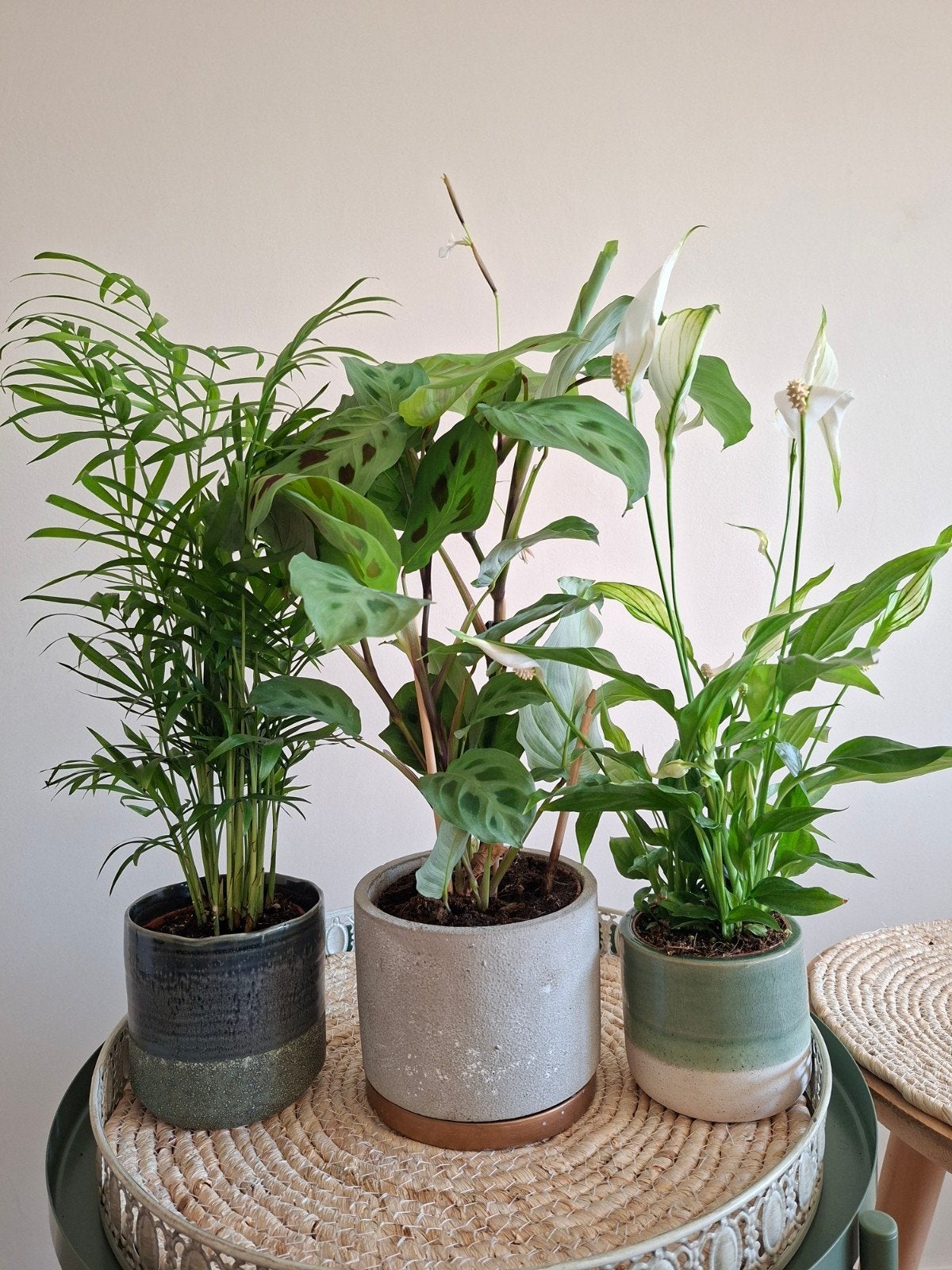 Set van 3 kamerplanten: Palm, Gebedsplant Maranta Lepelplant, Ophalen, Palm, Halfschaduw, In pot