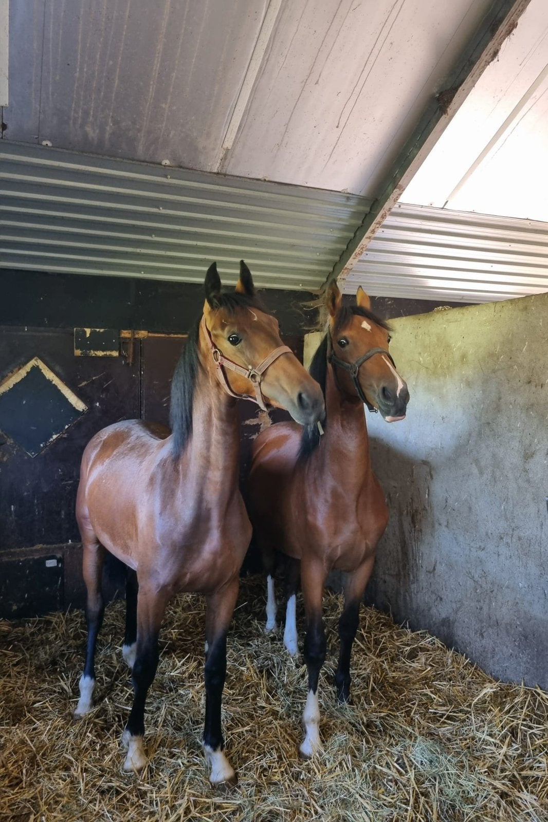 Twee 1.5 jarige Norbert FS Merries, Dieren en Toebehoren, Merrie