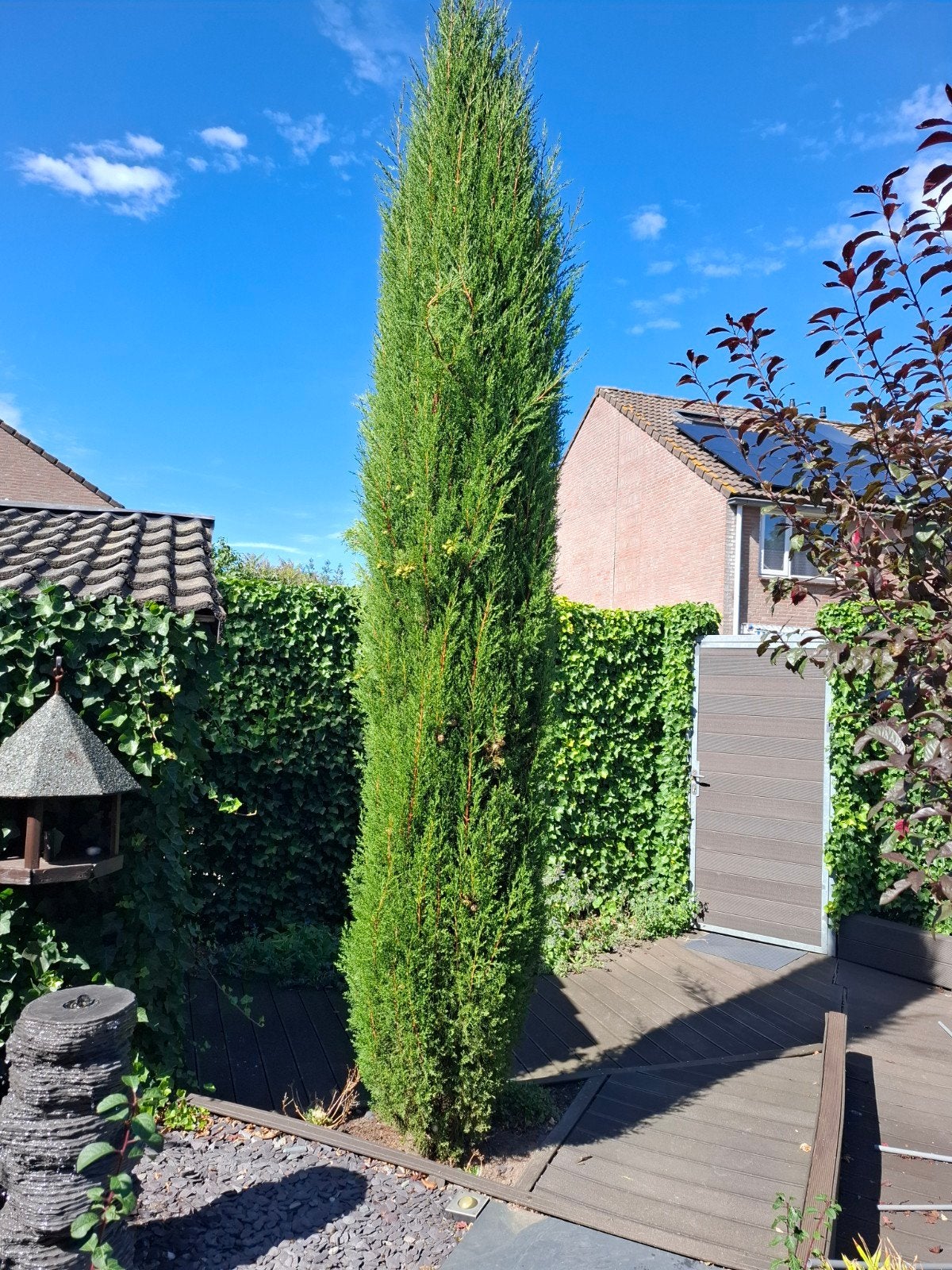 Italiaanse Cypres (4.3m hoog, 180cm diameter) zelf rooien, Ophalen, Overige soorten, Volle zon