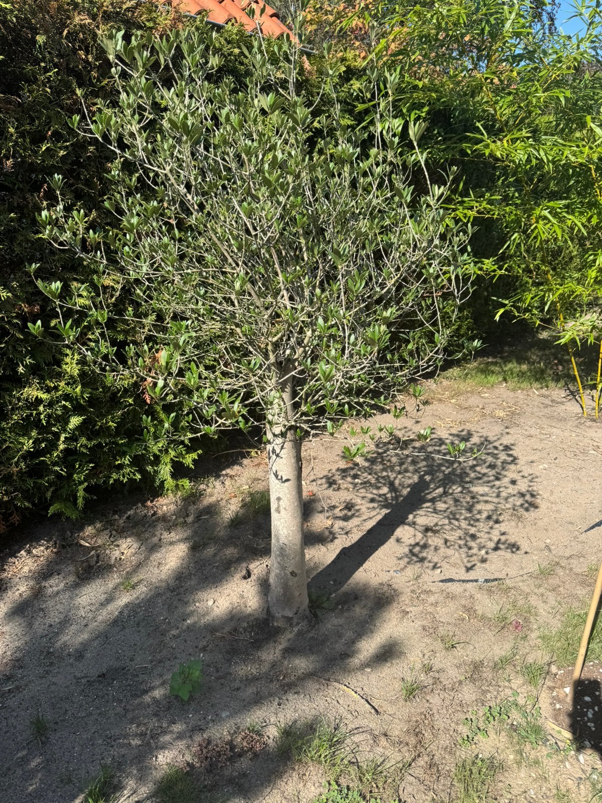 Mooi olijfboompje, Tuin en Terras, Bloeit niet, Overige soorten, 100 tot 250 cm, Ophalen