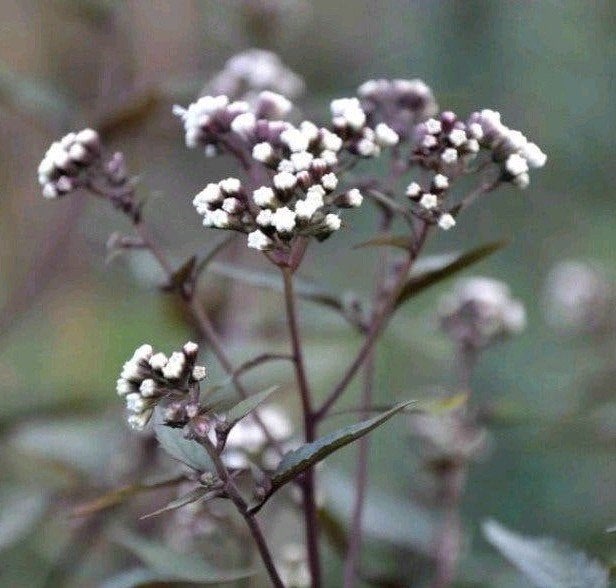 Eupatorium rugosum Chocolat, Koninginnekruid, Ophalen, Herfst, Vaste plant, Overige soorten