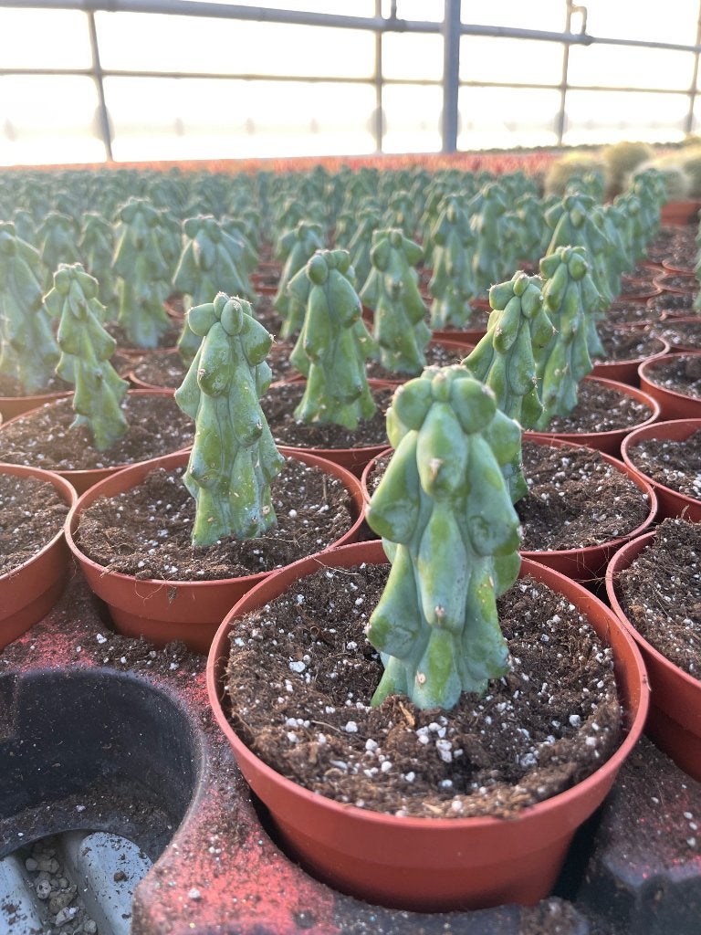 Boobiecactus Myrtillocactus geometrizans Fukurokuryuzinbo, Huis en Inrichting, Ophalen of Verzenden, Minder dan 100 cm, Bloeiende kamerplant