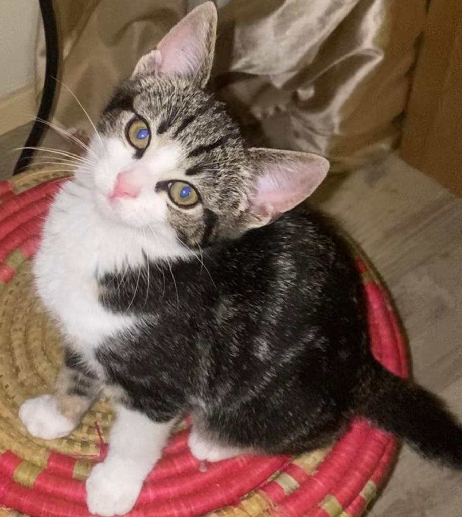 Prachtig orientaals katertje met Pharaoh oogjes, Meerdere dieren