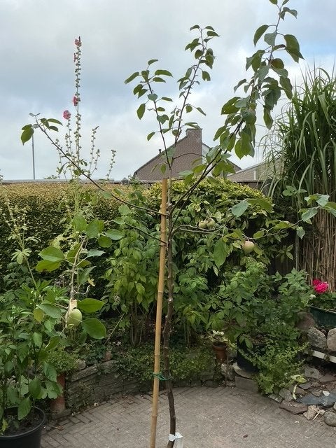 Hoge appelboom in pot 2.40m hoog Summerred, Overige soorten, 100 tot 250 cm, Zomer, Ophalen