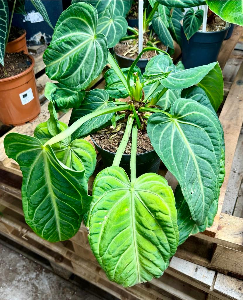 Anthurium villenaorum, Huis en Inrichting, Kamerplanten, Ophalen of Verzenden