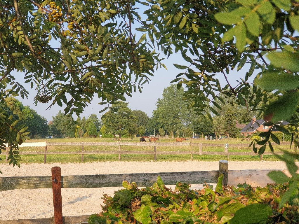 stalling en weidegang in Paterswolde, Stalling, 1 paard of pony
