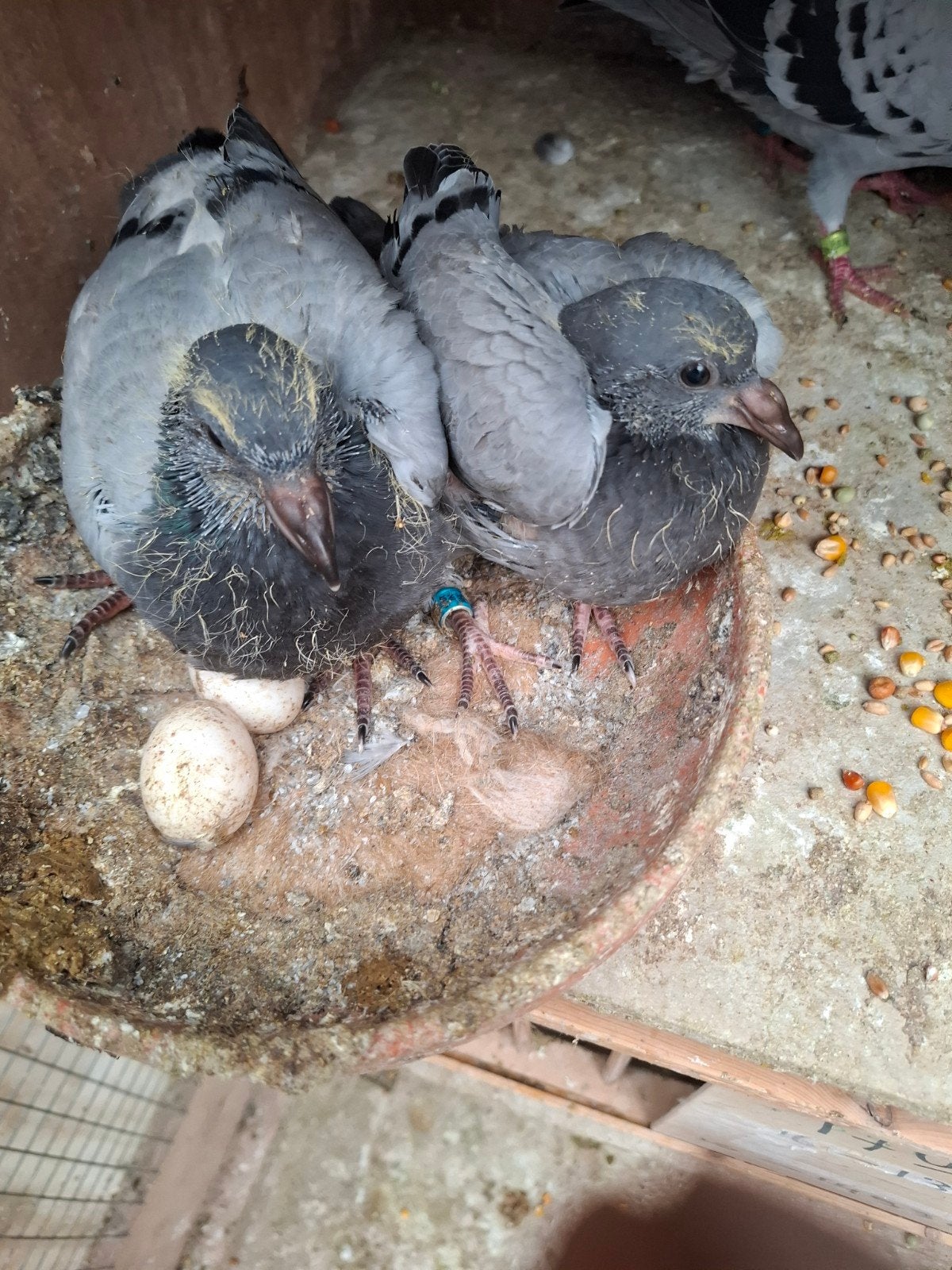 Duiven, Dieren en Toebehoren, Vogels | Duiven, Meerdere dieren, Postduif