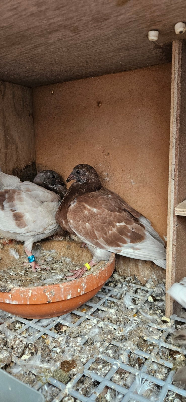Te koop Haagse tilduiven een  koppel met jonge duiven, Meerdere dieren, Overige soorten