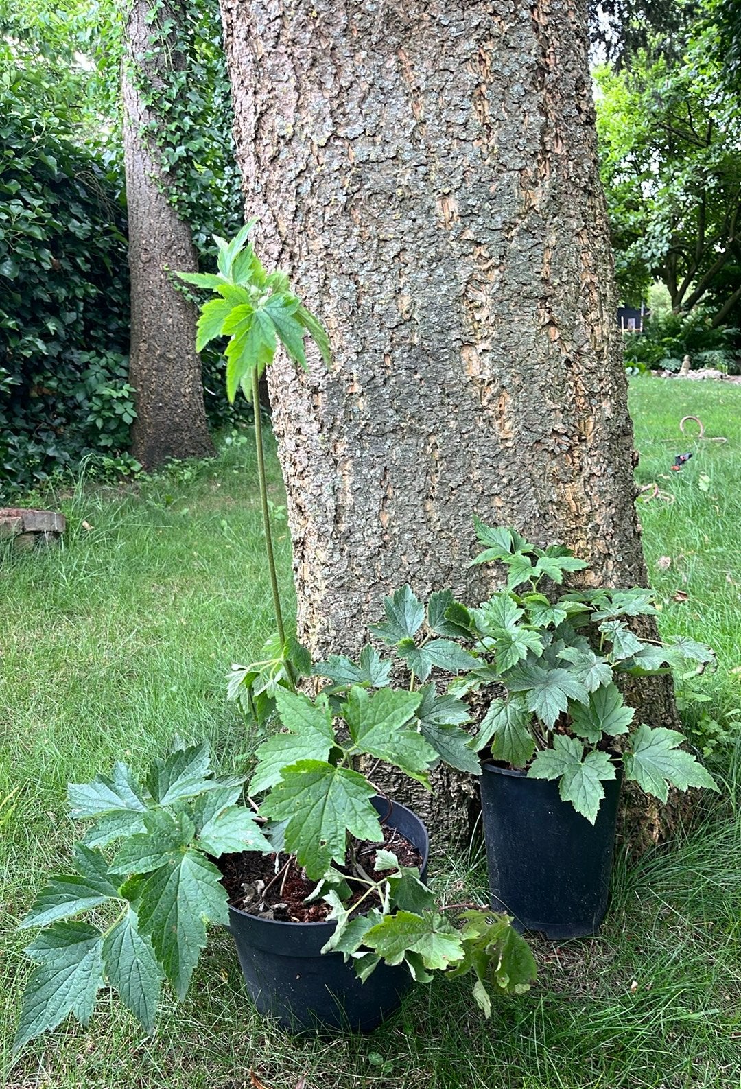 Herfstanemoon in biologische aarde, Volle zon, Vaste plant, Herfst, Ophalen