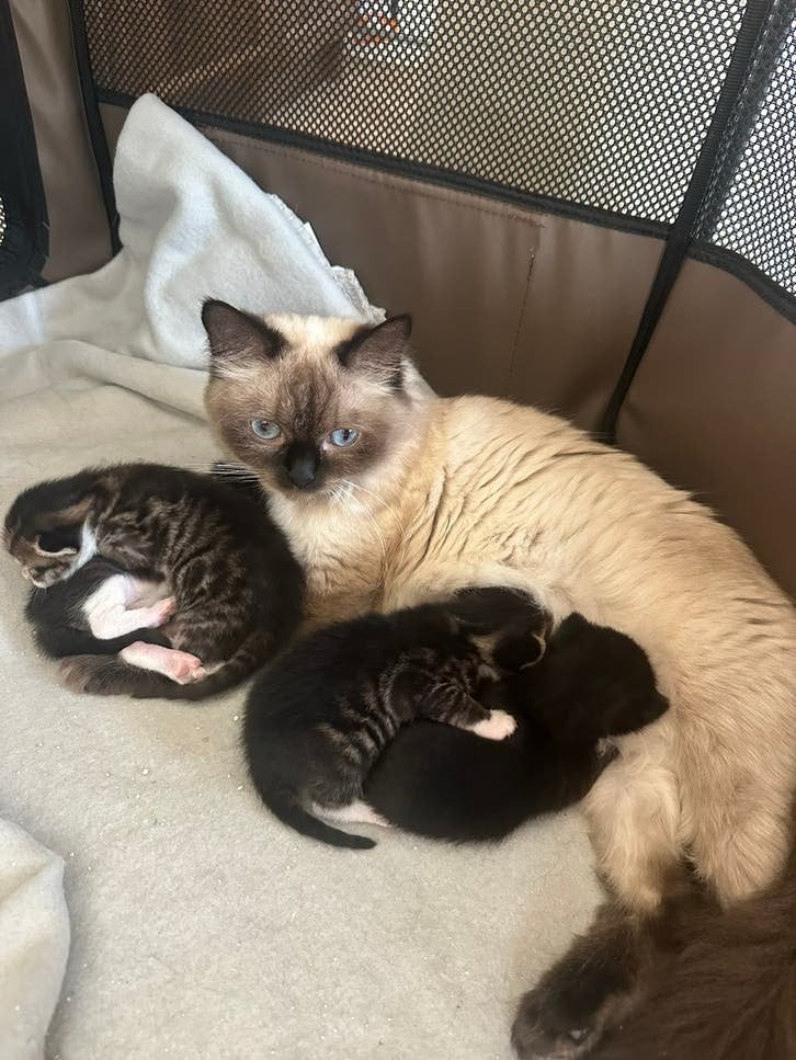 Ragdoll x europese korthaar kittens, Dieren en Toebehoren, Meerdere dieren, 0 tot 2 jaar