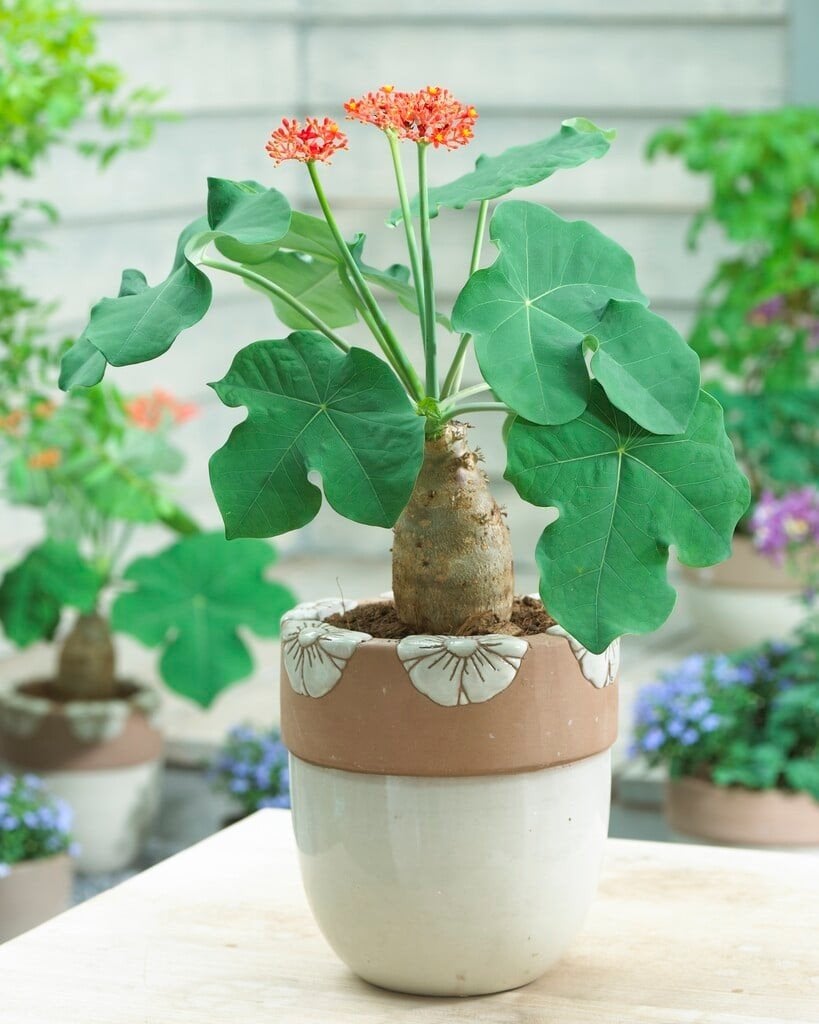 Jatropha Podagrica Flessenplant Caudex, Huis en Inrichting, Vetplant, Ophalen of Verzenden, Minder dan 100 cm, Bloeiende kamerplant