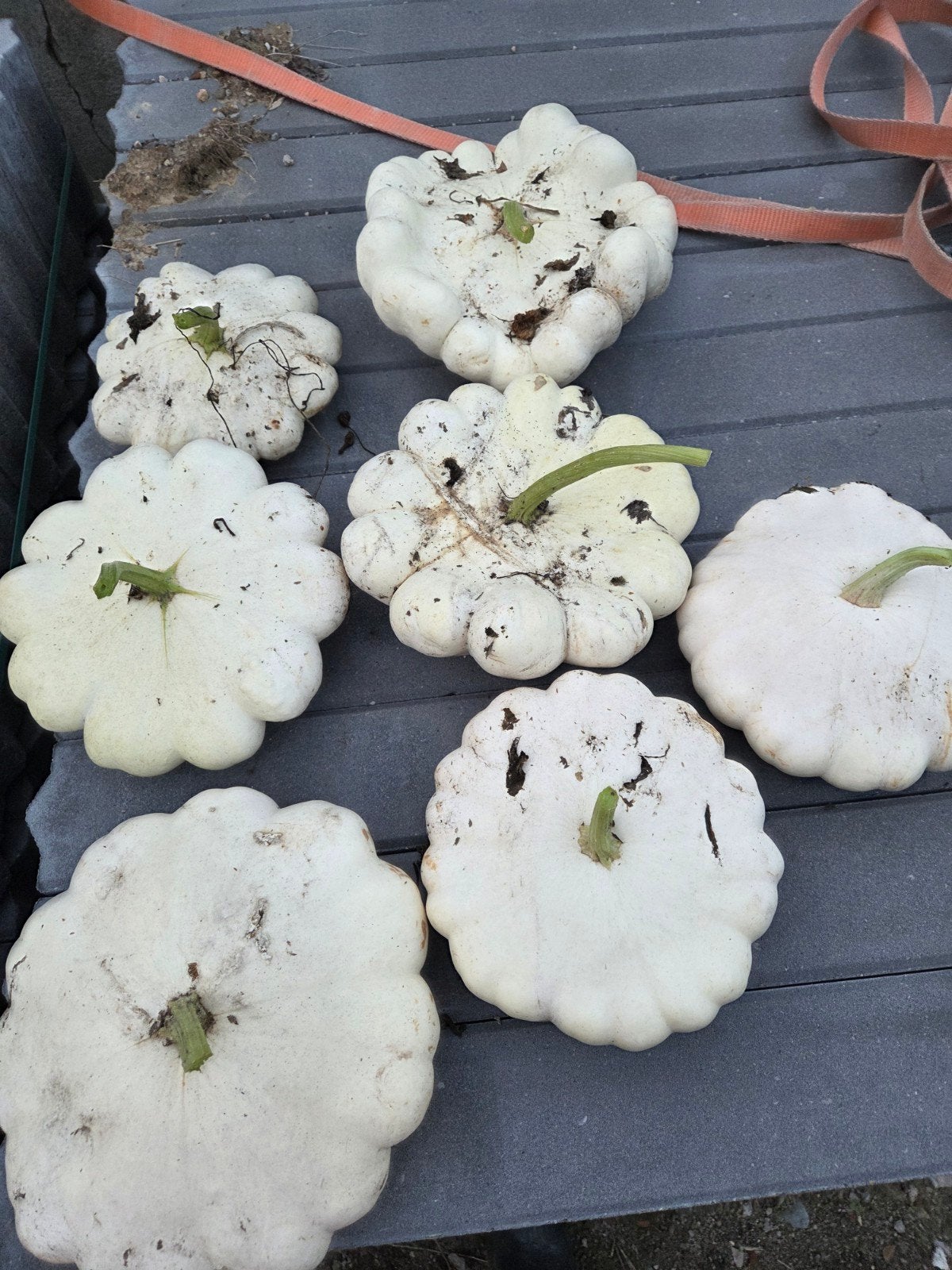 Diverse eetbare pompoenen: Hokkaido en patoson  en Butternut, Ophalen of Verzenden