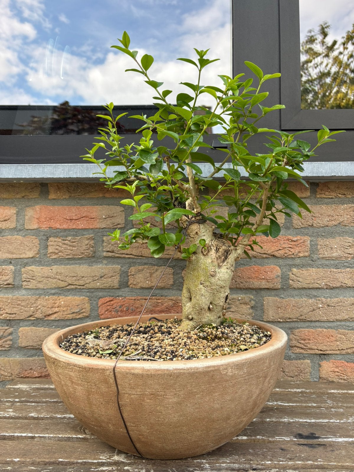Bonsai, liguster (mooie oude stam), Ophalen, Volle zon, Overige soorten, 100 tot 250 cm